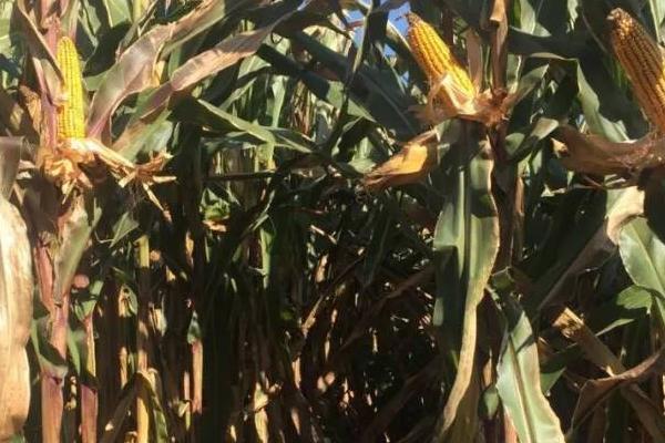 金科979玉米种子特点，注意防治丝黑穗病