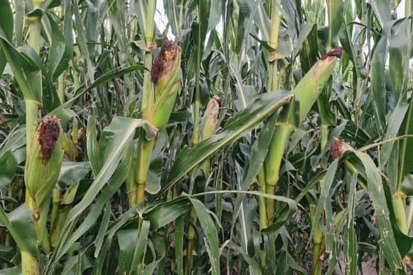 松科323玉米种子特征特性，出苗至成熟123.3天