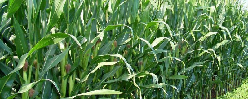 种星2315玉米种子特点，注意防治丝黑穗病