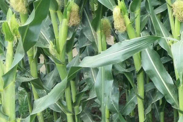 M2321玉米品种简介,注意防治丝黑穗病