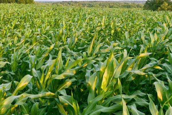 内单2301玉米品种的特性，注意防治茎腐病和丝黑穗病