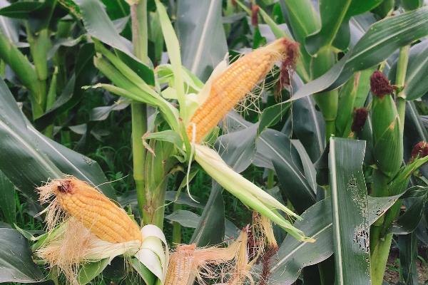 布鲁克11玉米种子简介,出苗至成熟133.8天