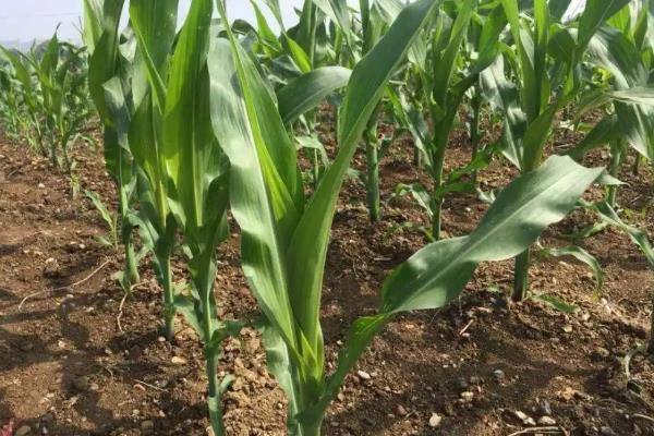 D566玉米种子简介,适宜播种期4月下旬~5月上旬