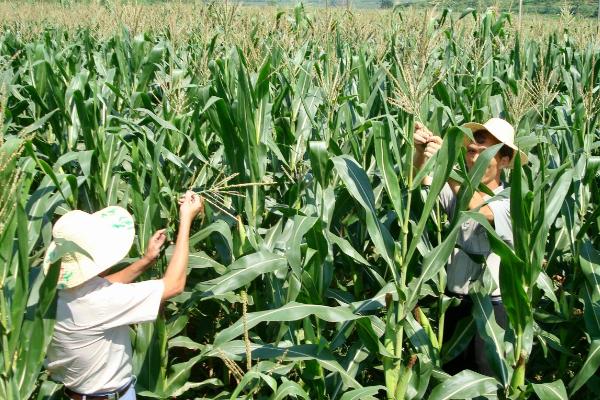 松科2226玉米品种简介，密度4500株/亩左右