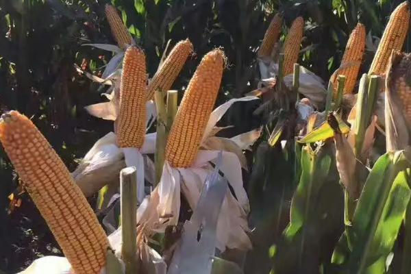 松科2226玉米品种简介，密度4500株/亩左右