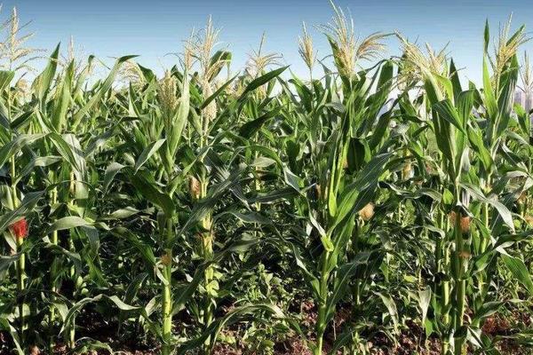 D566玉米种子简介,适宜播种期4月下旬~5月上旬