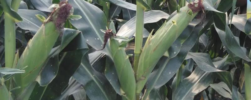 布鲁克11玉米种子简介，出苗至成熟133.8天