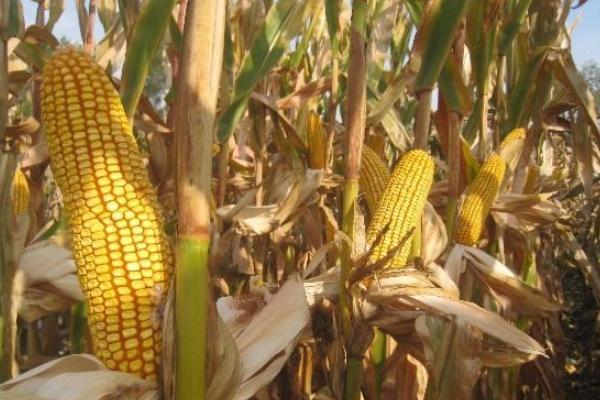 A238玉米种子特点,出苗至成熟127.5天