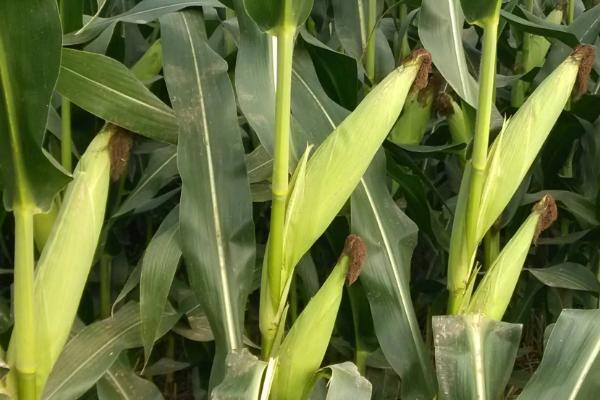 盛鑫7玉米品种的特性,密度4500株/亩左右