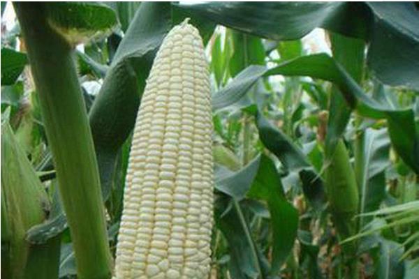 M637玉米品种的特性，密度4500～5500株/亩
