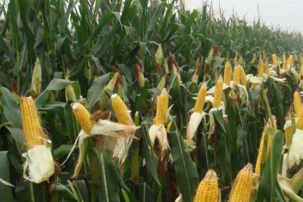 人禾358玉米品种简介,适宜播种期4月下旬~5月上旬