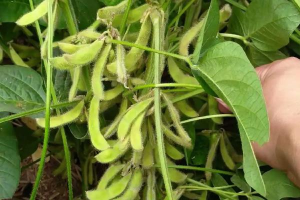 蒙黑豆2号大豆种子简介