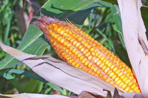 利禾807玉米种子特点，适宜播种期4月下旬~5月上旬