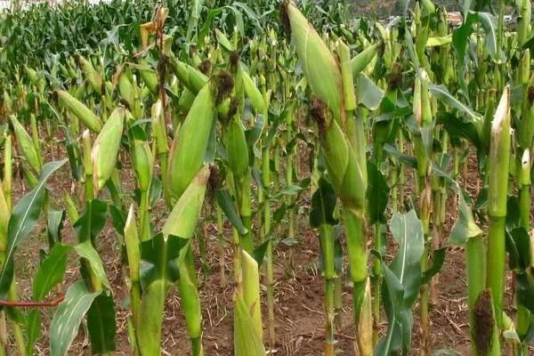 布鲁克11玉米种子简介,出苗至成熟133.8天