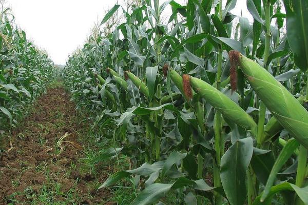 西蒙1598玉米种子介绍，密度4500～5500株/亩