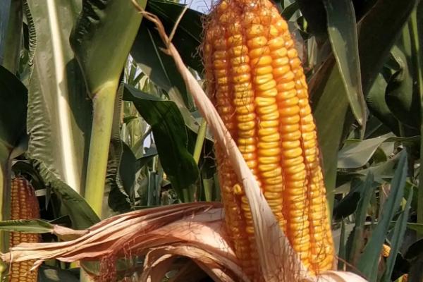 金科979玉米种子特点，注意防治丝黑穗病