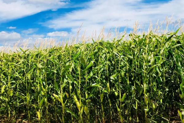 骏育917玉米种子特点，密度4000~4500株/亩