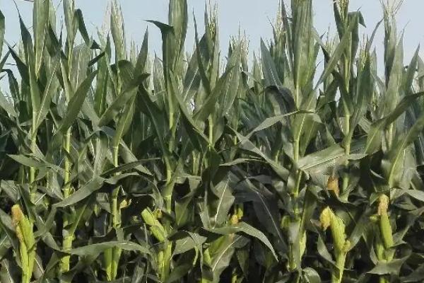 圣甜翡月玉米品种简介,属鲜食甜玉米品种