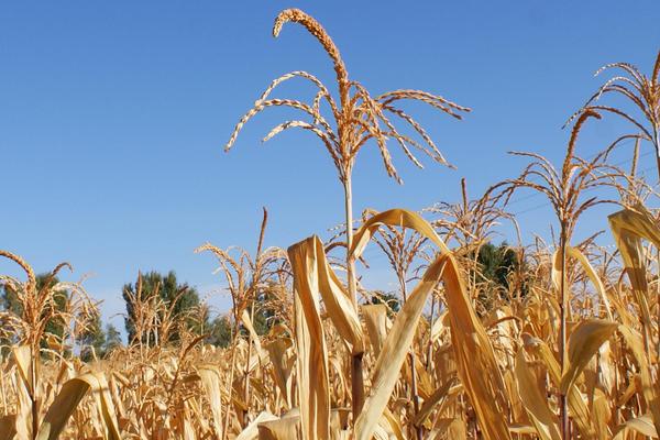 满世通503玉米品种简介，适宜播种期4月下旬~5月上旬