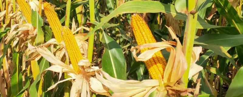 满世通503玉米品种简介，适宜播种期4月下旬~5月上旬