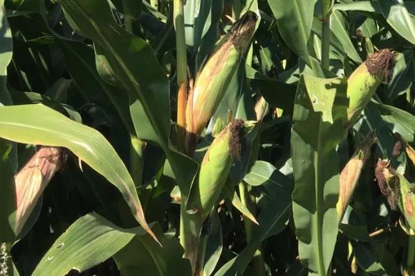 内民玉甜糯105玉米品种的特性,适宜播种期4月下旬~5月上旬