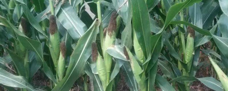 闽甜糯7号玉米种子特征特性，属鲜食甜加糯玉米品种