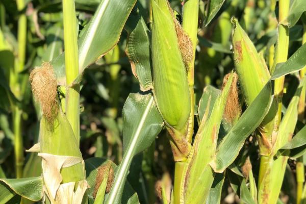 西农233玉米品种简介，出苗至成熟125.5天