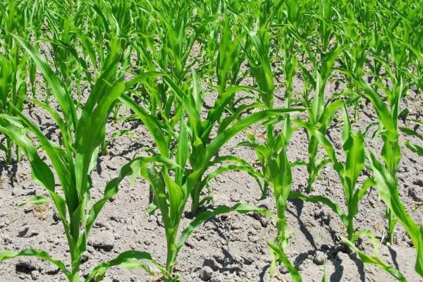 雪甜199玉米种子特征特性，属鲜食甜玉米品种