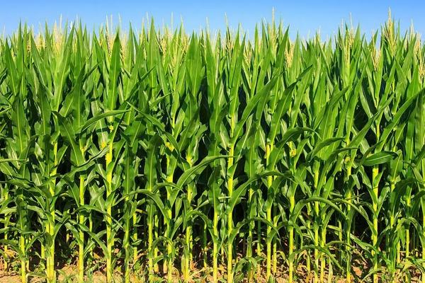 内单9618玉米品种简介,出苗至成熟125.7天