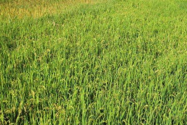 榕盛优2121水稻种子简介，每亩插足基本苗6万以上