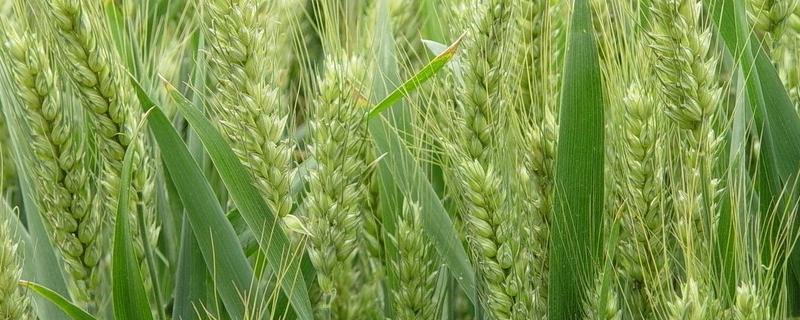 长麦4013小麦种子介绍,生育期243天