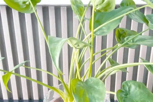 千手观音能不能养在客厅中,在客厅中养殖能起到净化空气等作用