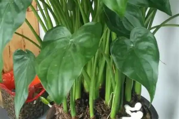 千手观音能不能养在客厅中,在客厅中养殖能起到净化空气等作用