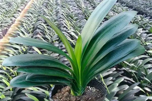 秋季怎么养殖君子兰，去除遮阳物让它晒光