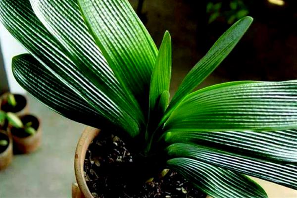 秋季怎么养殖君子兰，去除遮阳物让它晒光