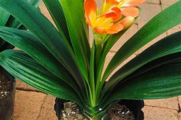 秋季怎么养殖君子兰，去除遮阳物让它晒光