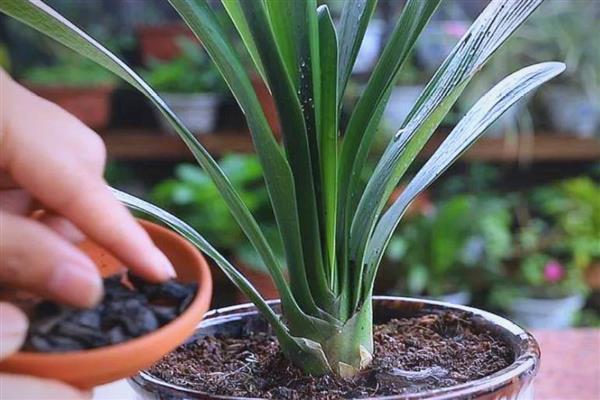 秋季怎么养殖君子兰，去除遮阳物让它晒光