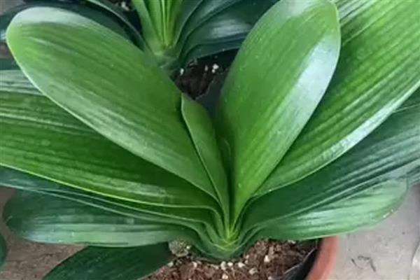 秋季怎么养殖君子兰，去除遮阳物让它晒光