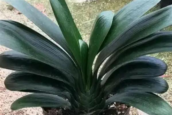 秋季怎么养殖君子兰，去除遮阳物让它晒光