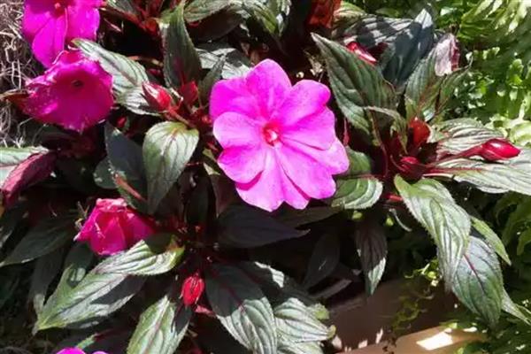 野牡丹的养殖方法，春季需结合松土施入有机肥