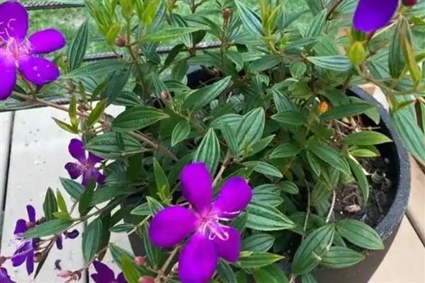 野牡丹的养殖方法，春季需结合松土施入有机肥