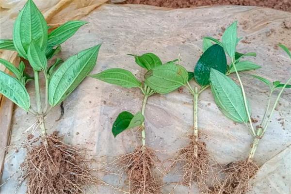 野牡丹的养殖方法，春季需结合松土施入有机肥