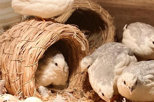 冬天怎么给芦丁鸡做窝，先编制草绳再编制草窝