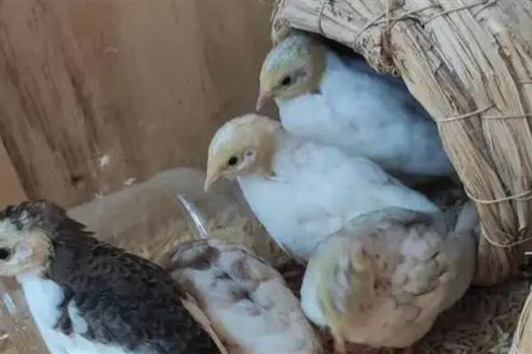 冬天怎么给芦丁鸡做窝，先编制草绳再编制草窝