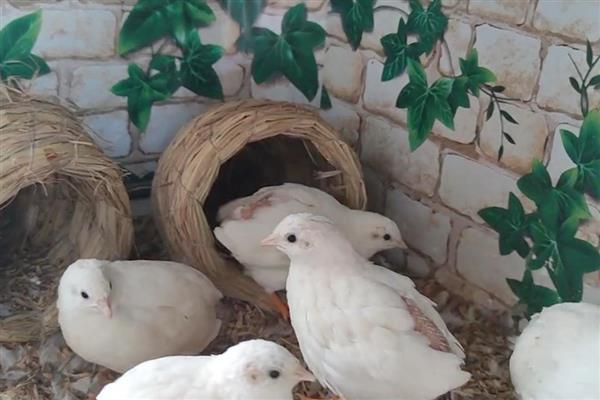 冬天怎么给芦丁鸡做窝，先编制草绳再编制草窝