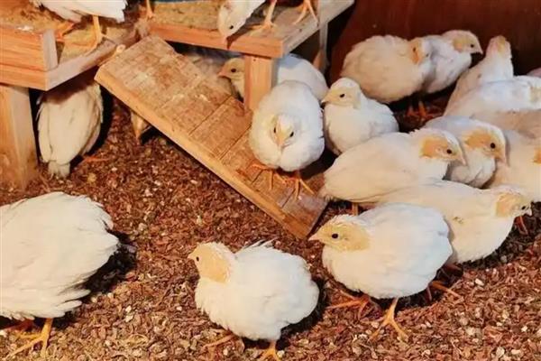 冬天怎么给芦丁鸡做窝，先编制草绳再编制草窝