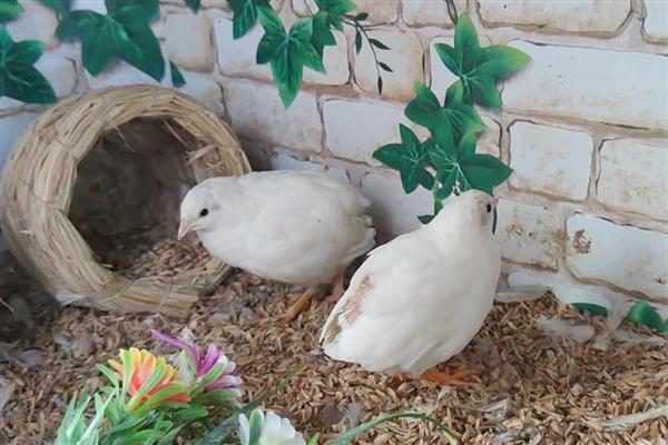 冬天怎么给芦丁鸡做窝，先编制草绳再编制草窝