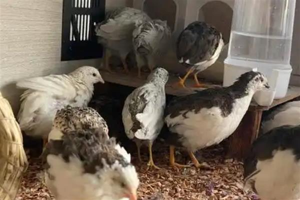 冬天怎么给芦丁鸡做窝，先编制草绳再编制草窝