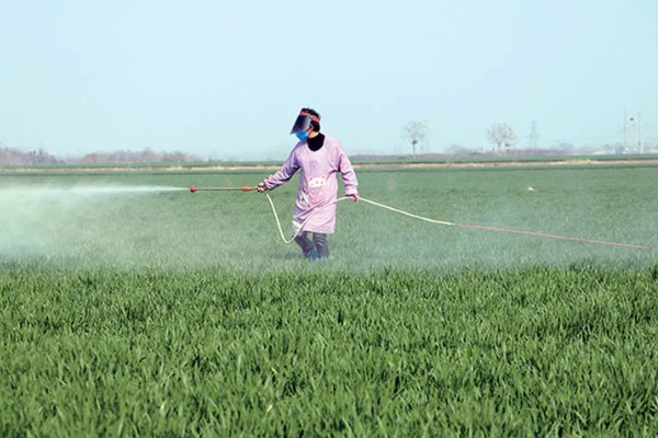 怎么避免农药残留超标，使用低毒农药并控制用量