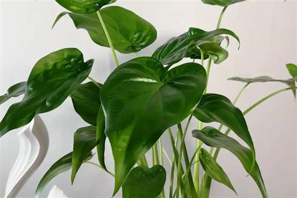 千手观音能不能养在客厅中,在客厅中养殖能起到净化空气等作用